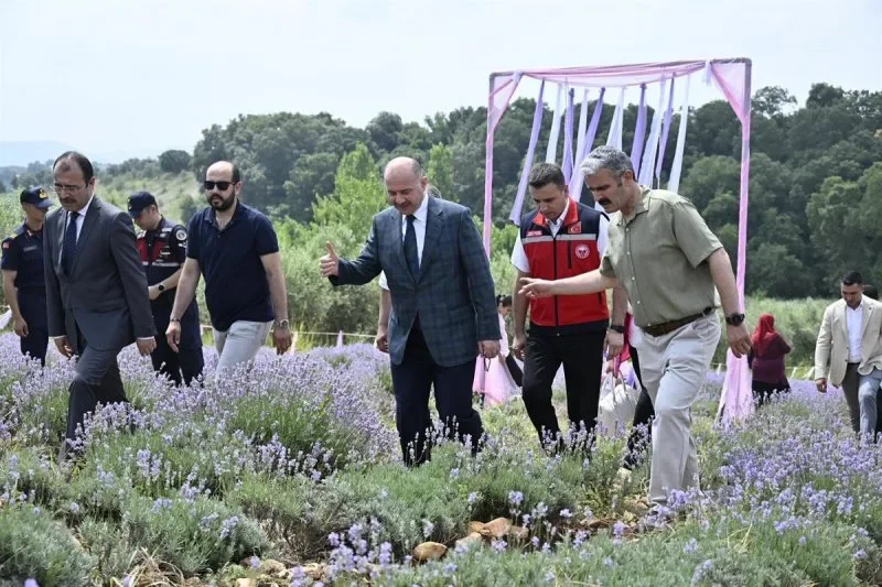Kadirli’de Lavanta Bahçeleri Ziyaretçi Akınına Uğradı