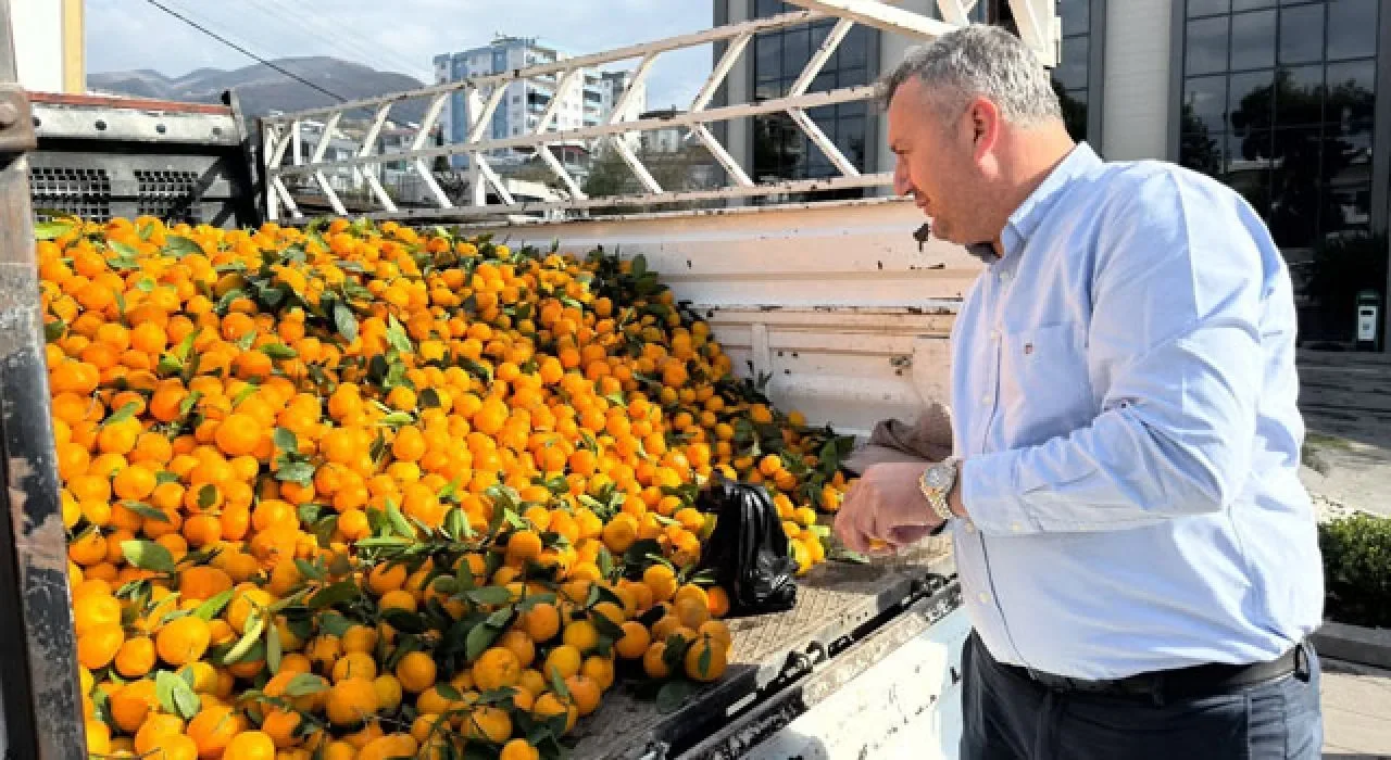Mandalina Fiyatı 1 TL’ye Düştü, Belediye Harekete Geçti