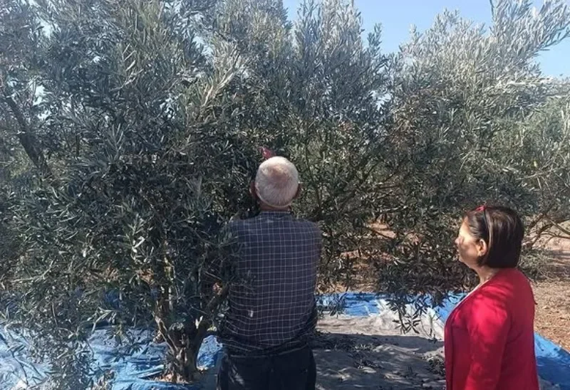 Toprakkale’de Zeytin Hasadı Bereketle Sürüyor