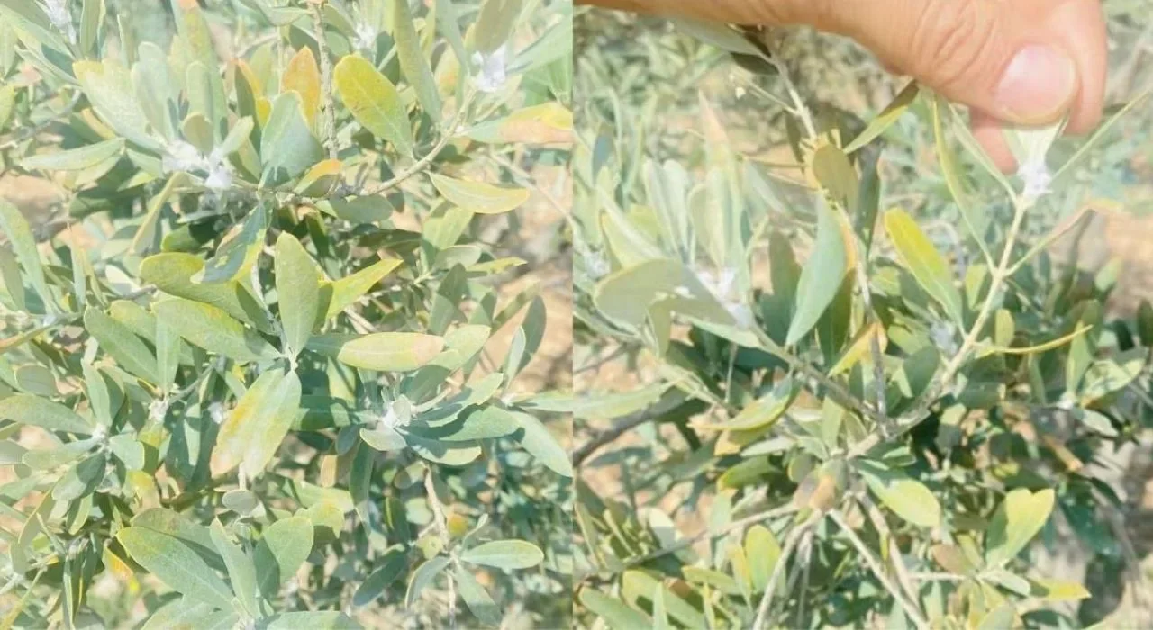 Zeytin Ağaçlarında Pamuklu Bit Görüldü, Yetkililer Uyardı